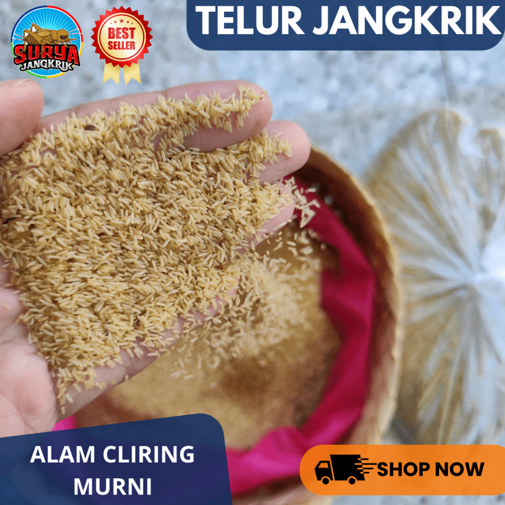 Jual Bibit jangkrik ALAM CLIRING kemasan 300 gram telor jangkrik untuk ...