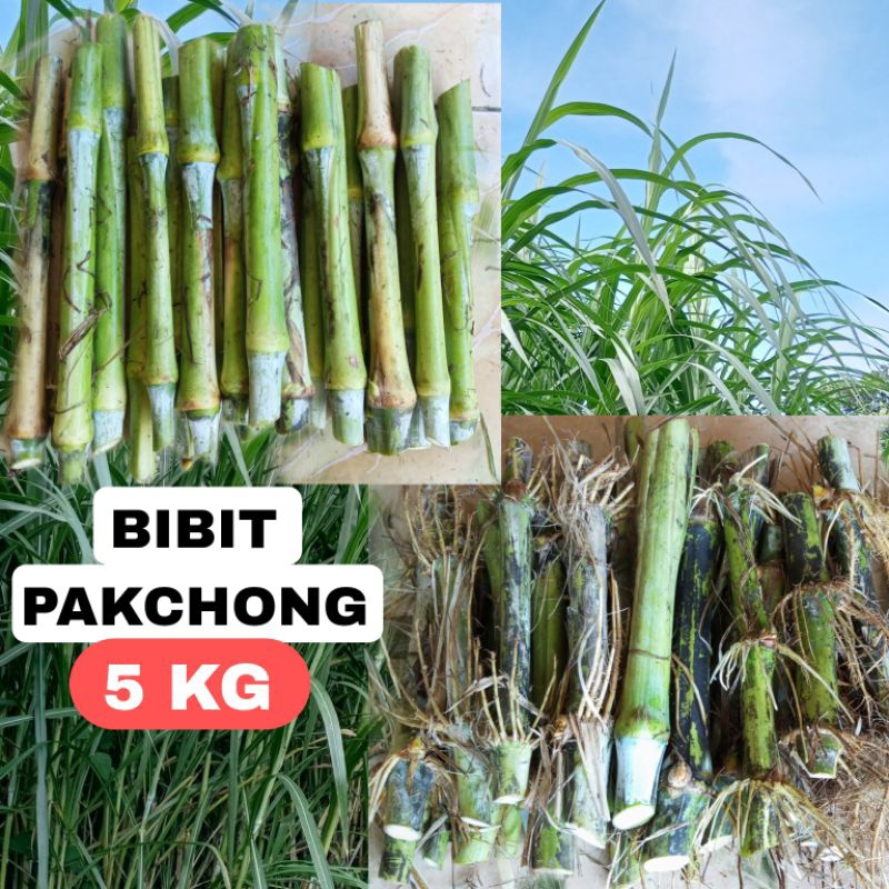 Jual BIBIT RUMPUT PAKCHONG 5 KG | Shopee Indonesia