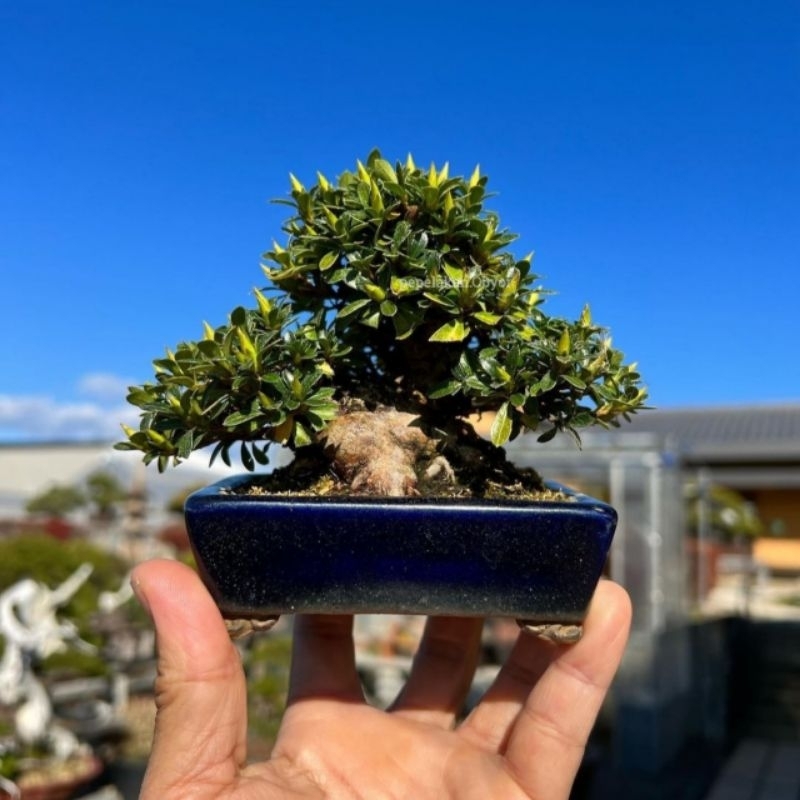 Jual Bonsai mini micro Melati Jasmine Gardenia - Rajin berbunga Melati ...
