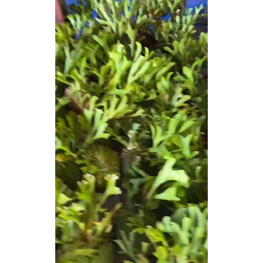Jual Platycerium Redleyi / ridleyi/ tanduk rusa/ simbar menjangan ...