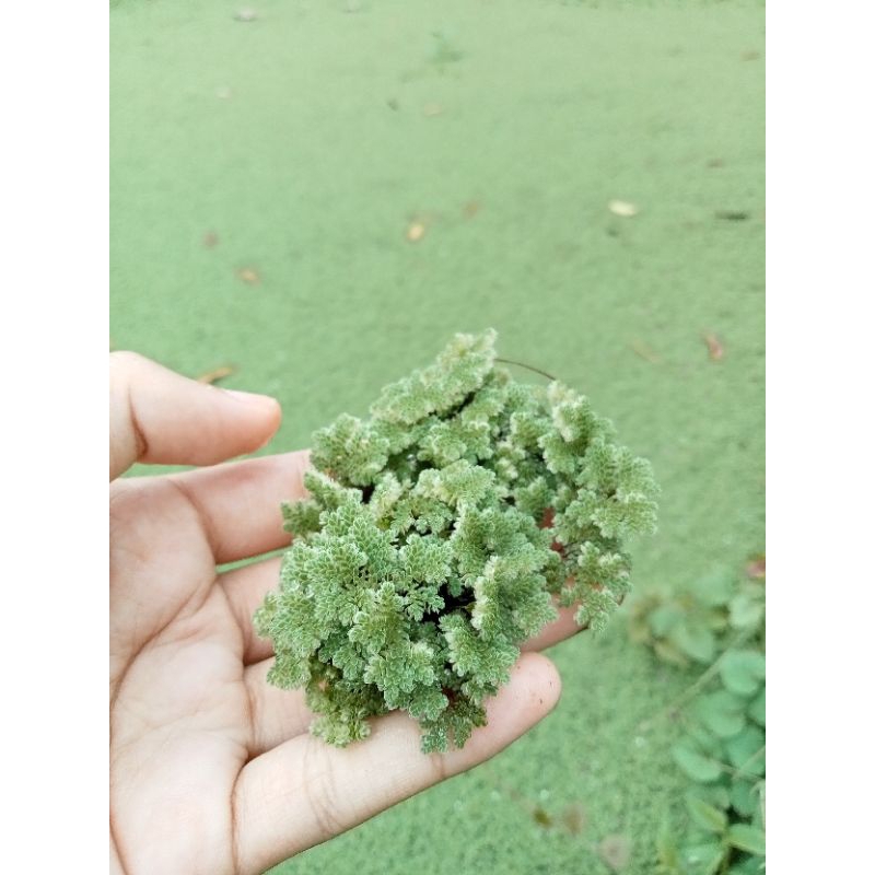 Jual Azolla pinata tumbuhan paku (si emas hijau) campuran pakan ternak ...