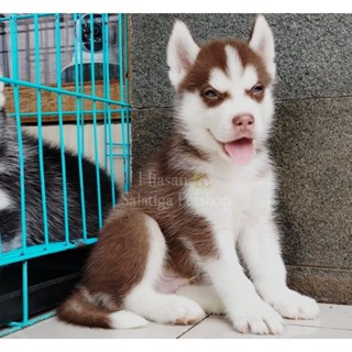 Beli clearance siberian husky