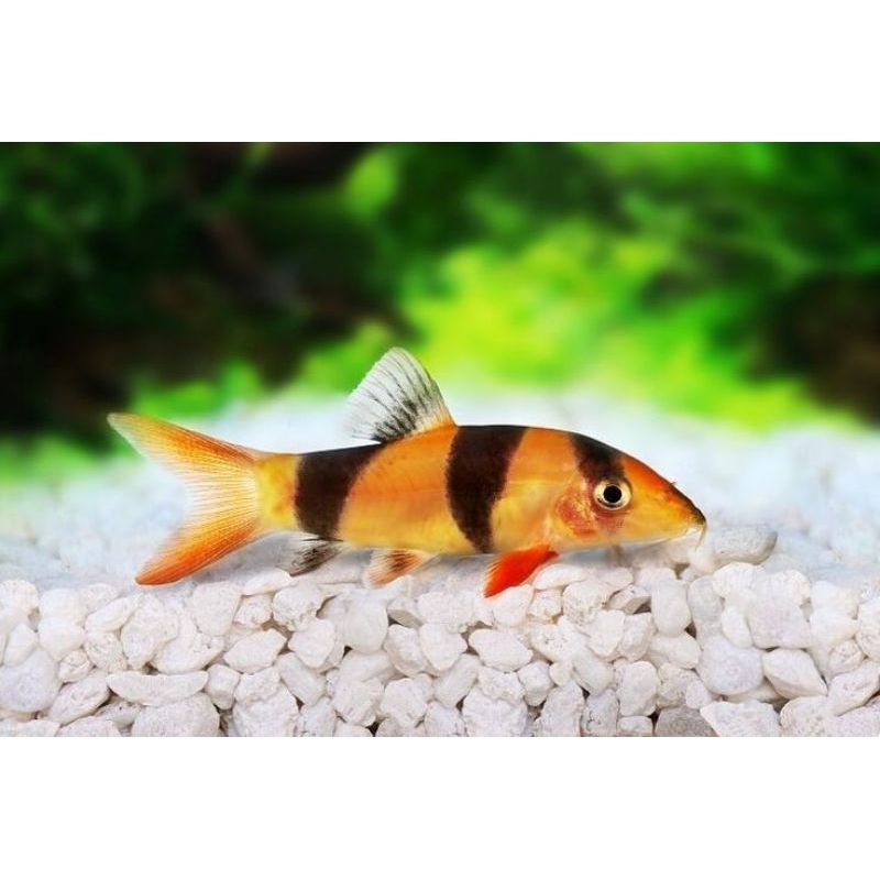 Product image Clown Loaches - Botia Belang Kalimantan Borneo Size 3 - 4 Cm