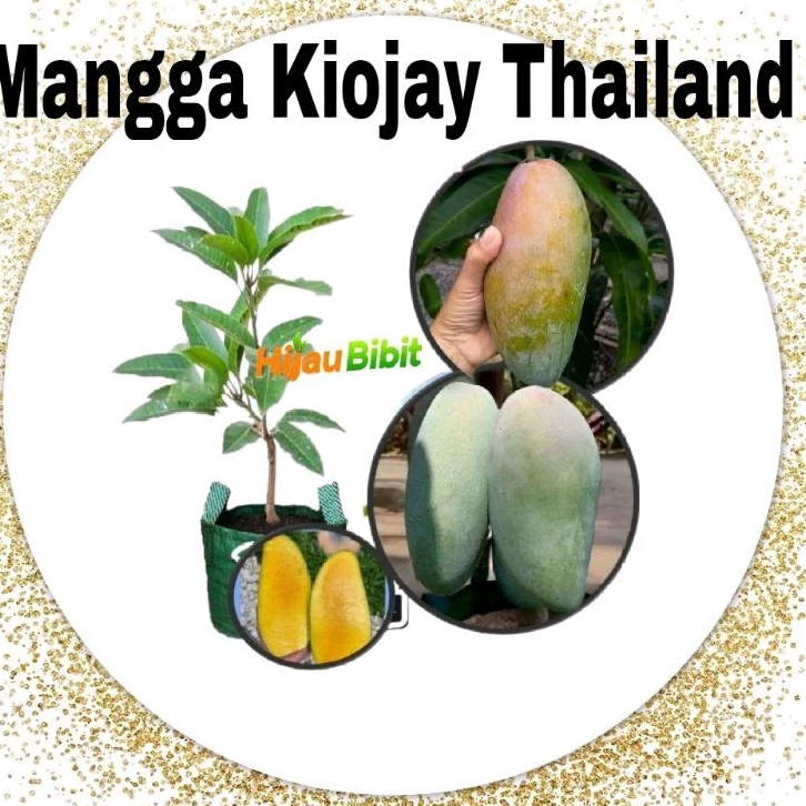 Jual Bibit Mangga Kiojay Thailand (beli 2 gratis pupuk NPK) | Shopee ...