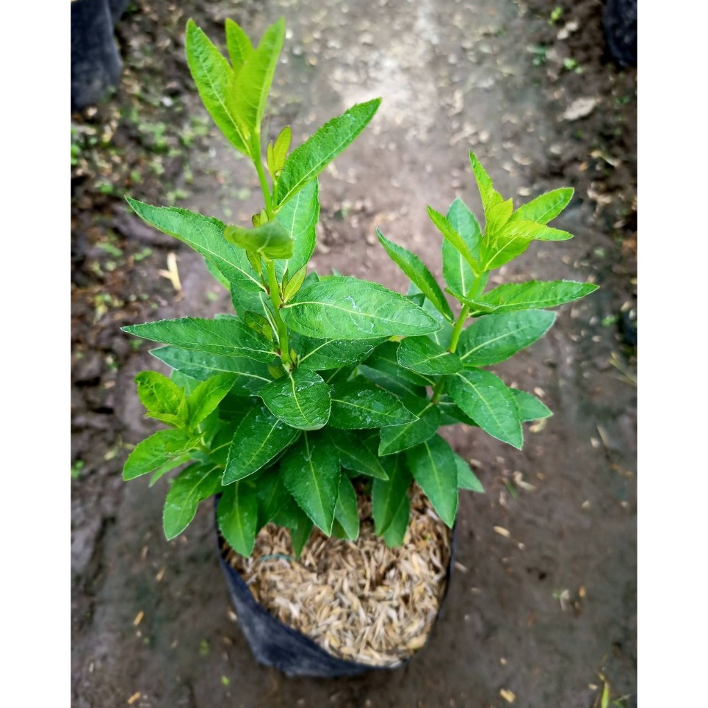 Jual Si Cantik Blue Bell, Bunga Semusim Mirip Bintang | Shopee Indonesia
