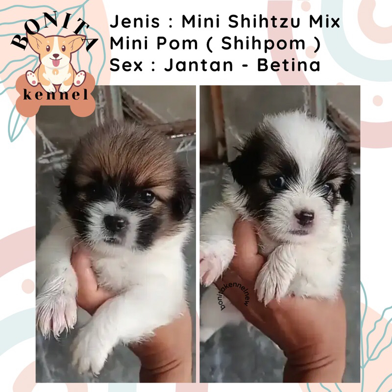 Jual mini shih store tzu