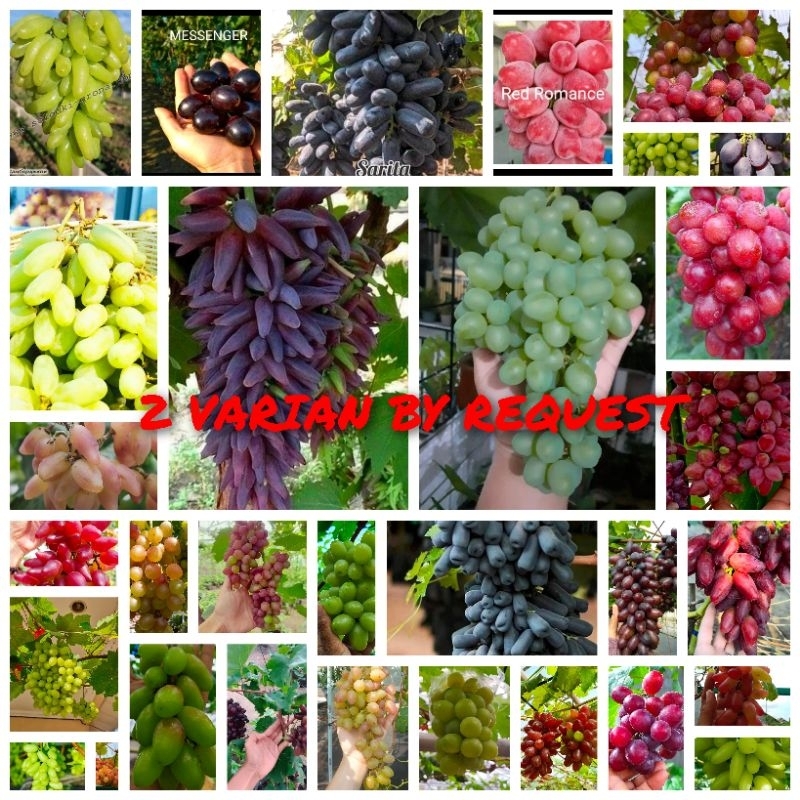 Jual Bibit Tanaman Anggur Import Paket Hemat Varian Request Varian