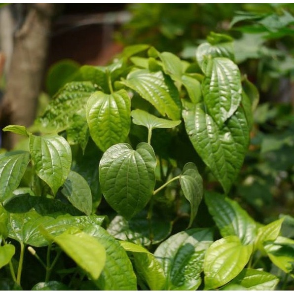 Jual Daun Sirih | Daun Sirih Segar | Daun Sirih Hijau Segar | Daun ...