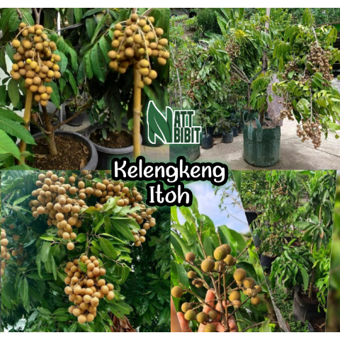 Jual BIBIT KELENGKENG ITOH SUPER (Cocok Dipot) | Shopee Indonesia