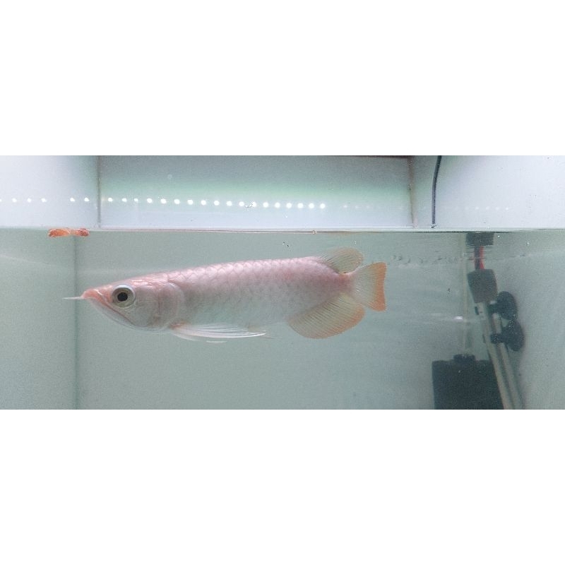 Jual ikan arwana super red 15 cm | Shopee Indonesia