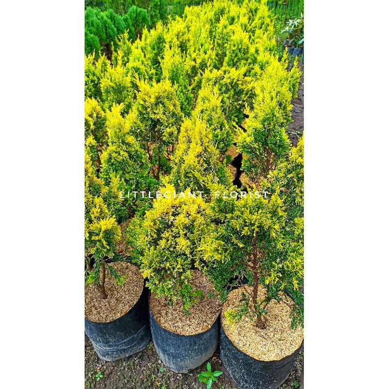 Bibit Tanaman Cemara Golden Peking