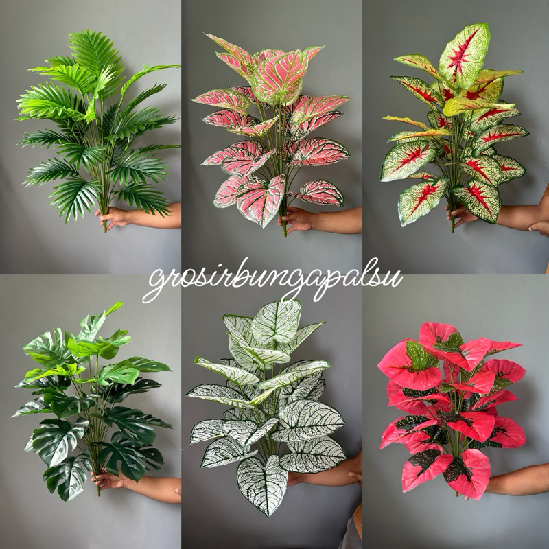 TANAMAN KELADI 24DAUN 75CM(belum termasuk pot)