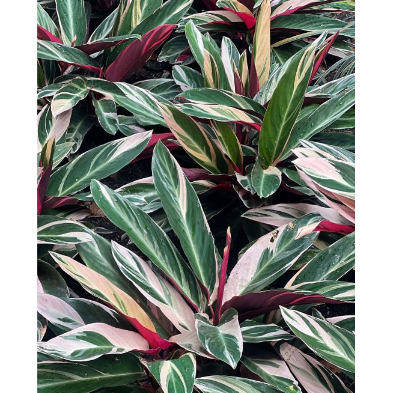 Jual Tanaman hias Calathea Tricolor dewasa | Shopee Indonesia