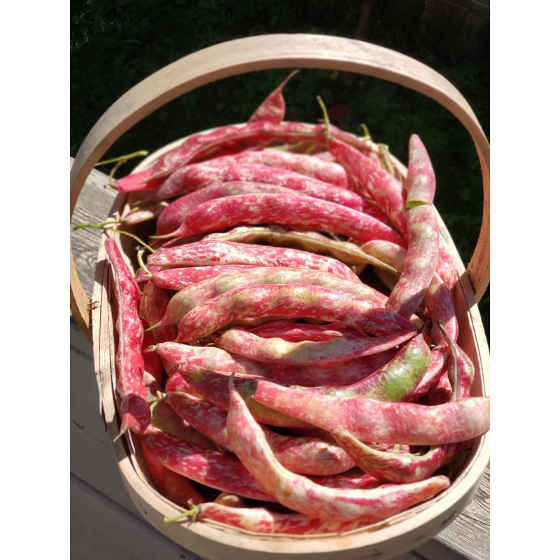 Jual 7 Biji - Benih Kacang Endul Kacang Bleor Super | Shopee Indonesia
