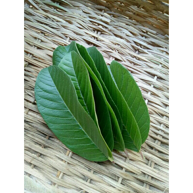 Jual Daun jambu biji segar-Psidium guajava 100grm obat herbal | Shopee ...
