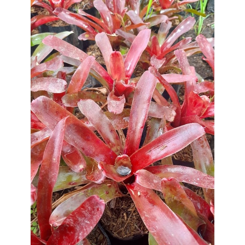 Jual Tanaman Bromelia Api / Neoregelia Fireball / Bromelia Red Ruby ...