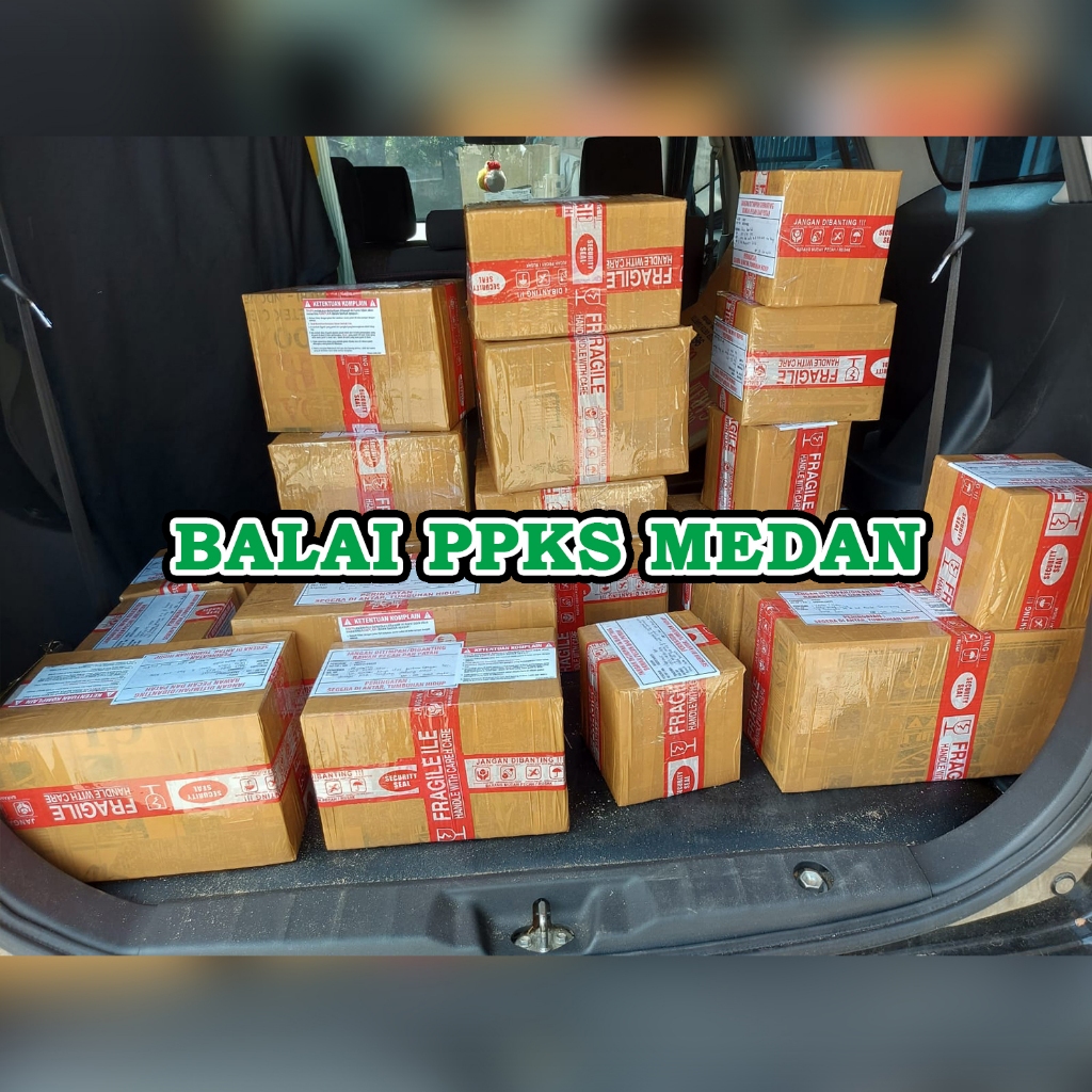 nakido Jual PPKS Dy x P Dumpy Super Unggul Dapat Sertifikat Dan Bonus | Shopee  Indonesia