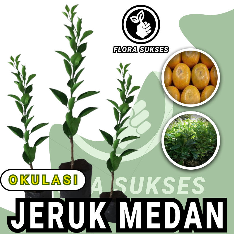Bibit Jeruk Medan Okulasi Tanaman Jeruk Medan Brastagi Jeruk Manis
