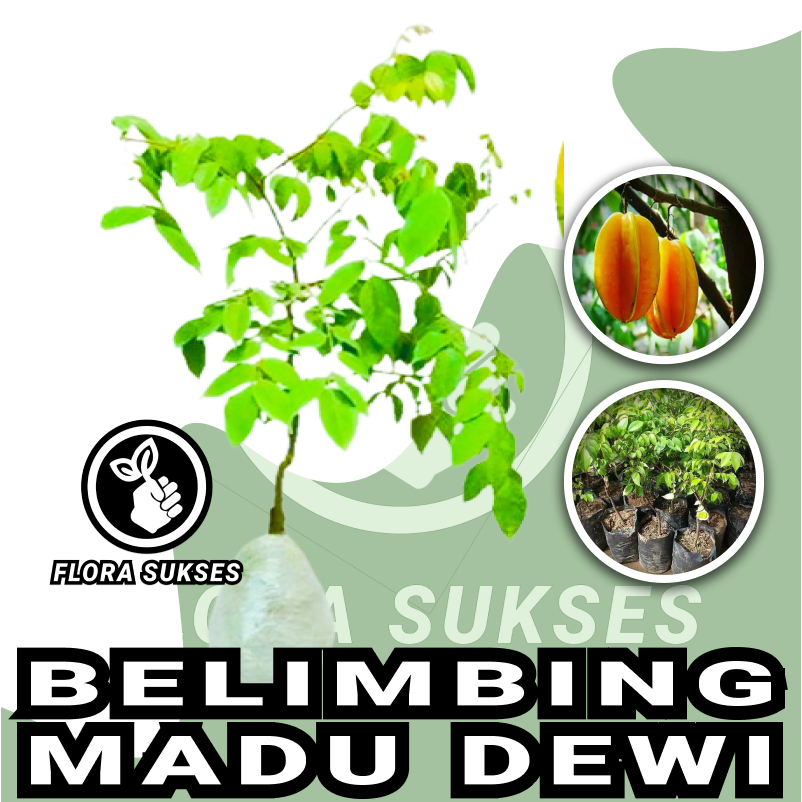 Bibit Tanaman Belimbing Madu Okulasi Bibit Belimbing Jumbo Dewi