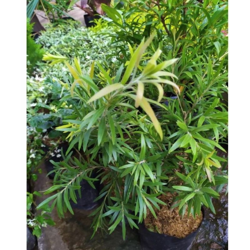 Jual tanaman minyak kayu putih | Shopee Indonesia