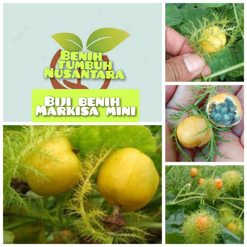 Jual 10 butir biji benih markisa mini/rambusa | Shopee Indonesia