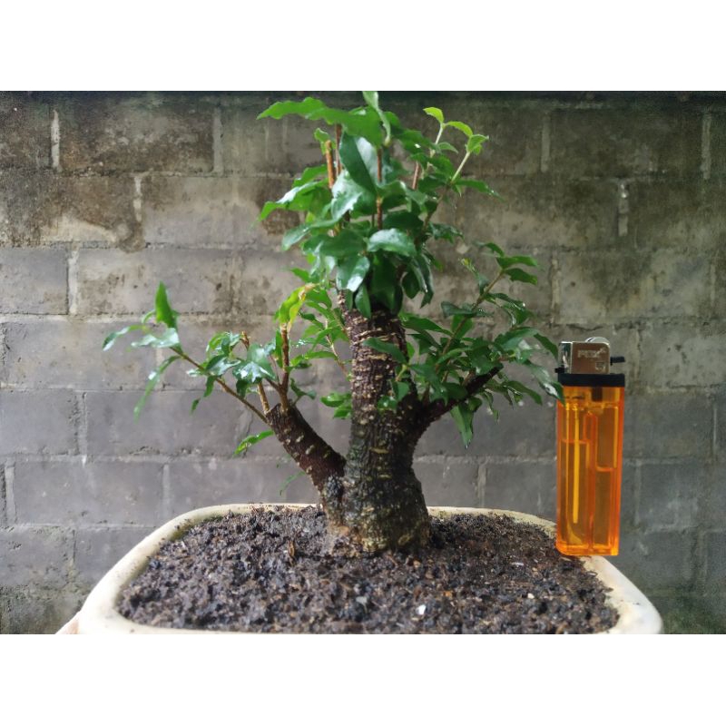 Jual Bahan Bonsai Sakura Mikro Bonggol Besar Montok Prospek Realpict