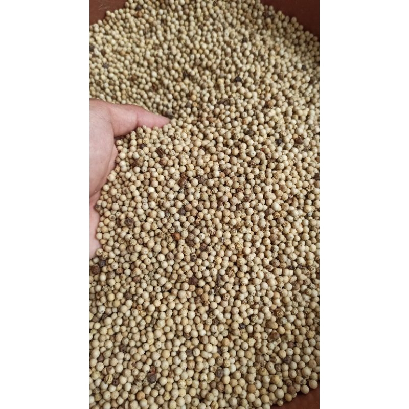 Jual (1kg) lada/merica/sahang putih butir asli BANGKA (100% murni ...