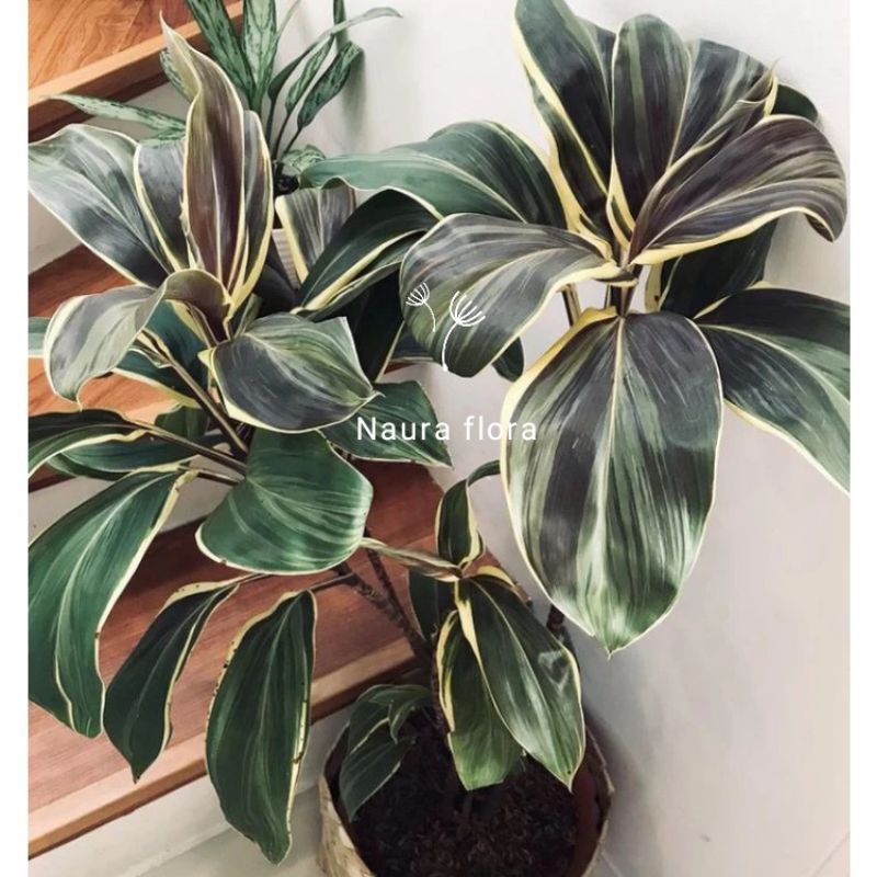 Jual Tanaman hias andong varigata - pohon andong try color | Shopee ...