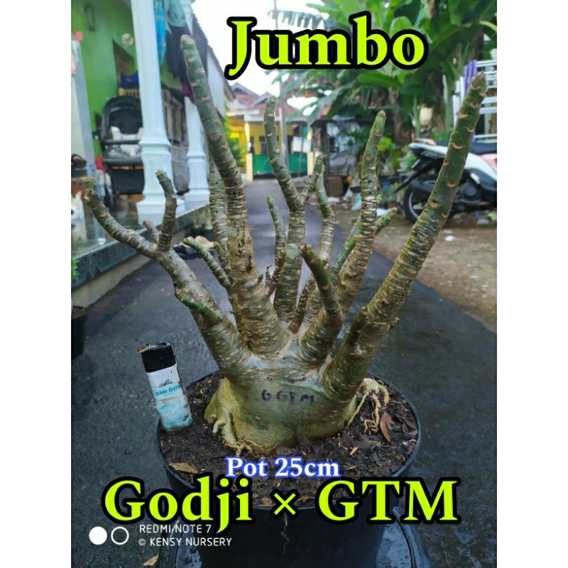 Jual ADENIUM JUMBO | ARABICUM JUMBO | BONSAI ADENIUM | | Shopee Indonesia