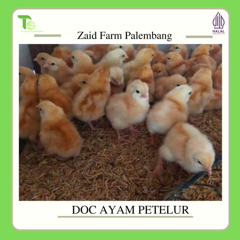 Jual DOC AYAM PETELUR - bibit ayam petelur - bibit ayam merah