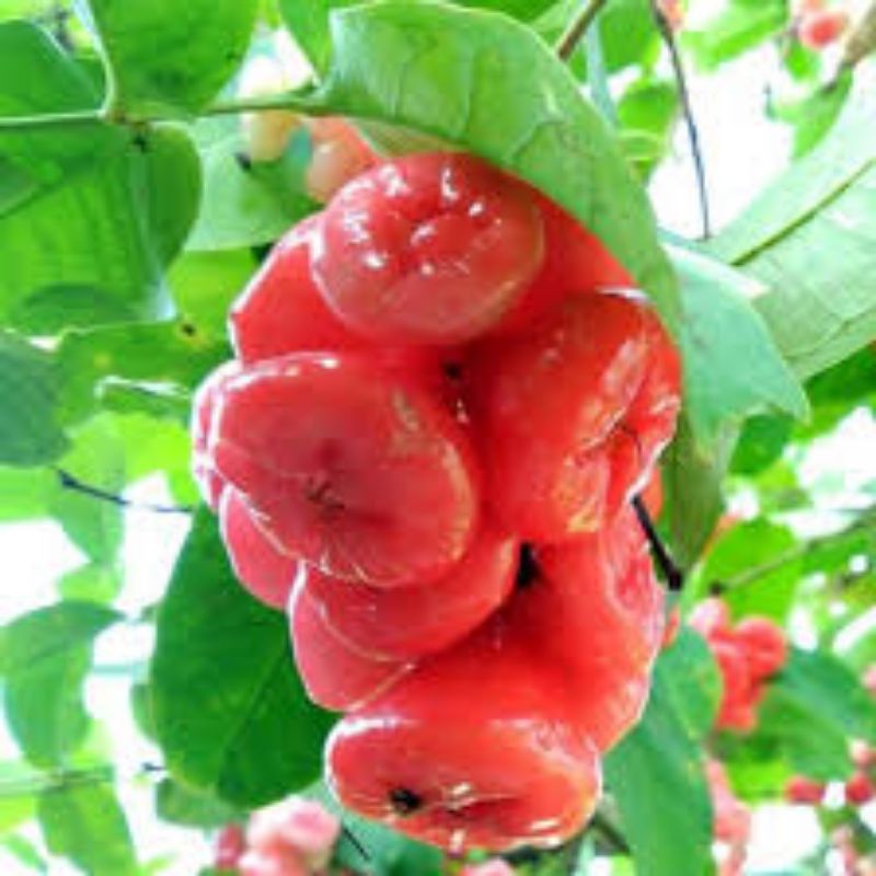 Jual Bibit jambu kancing BATANG BESAR | Shopee Indonesia