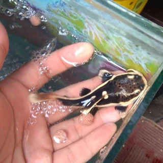 Jual Ikan RTC Terlengkap & Harga Terbaru Agustus 2024 | Shopee Indonesia