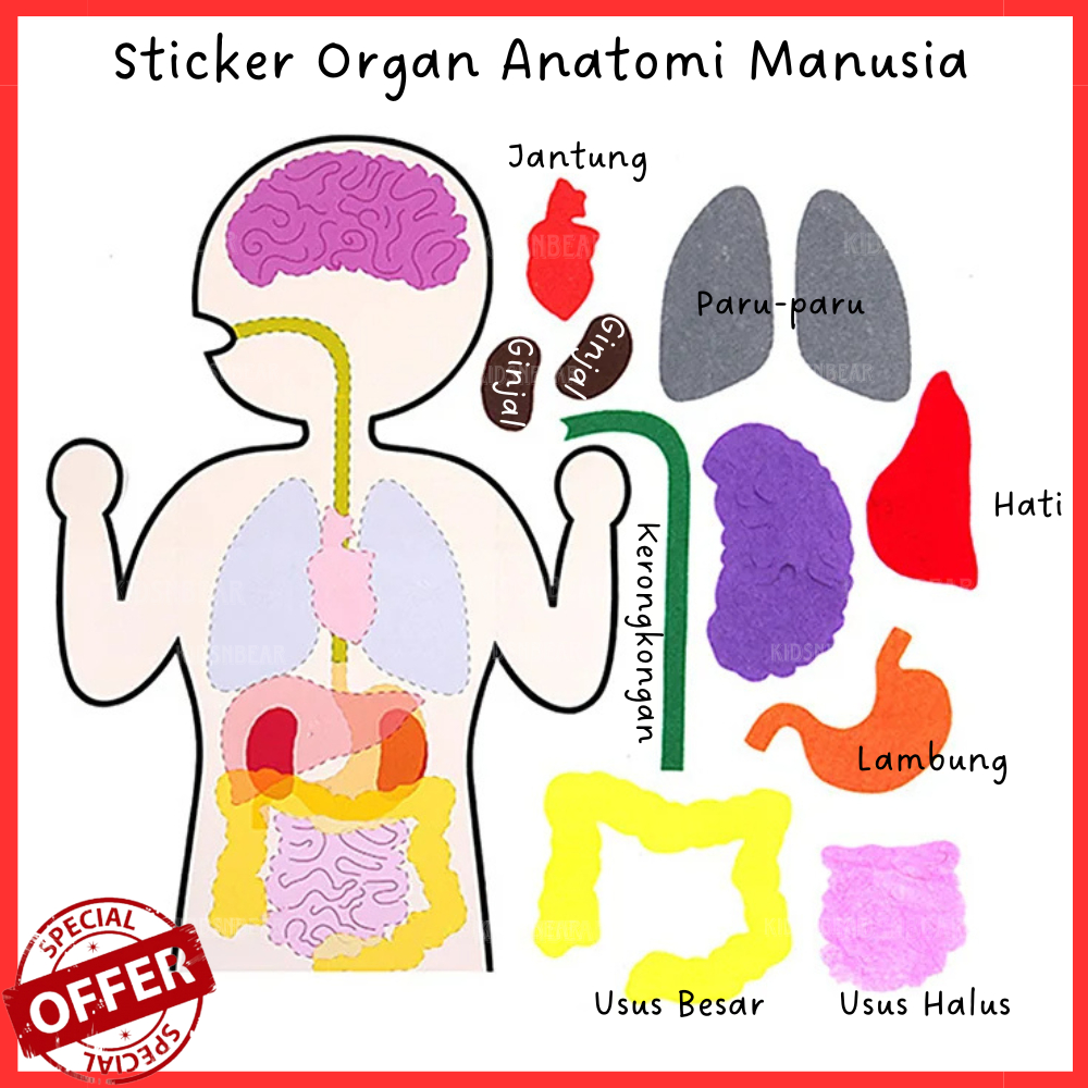 Jual KNB Sticker Human Organ / Puzzle Anatomi Tubuh, DIY Pencernaan ...