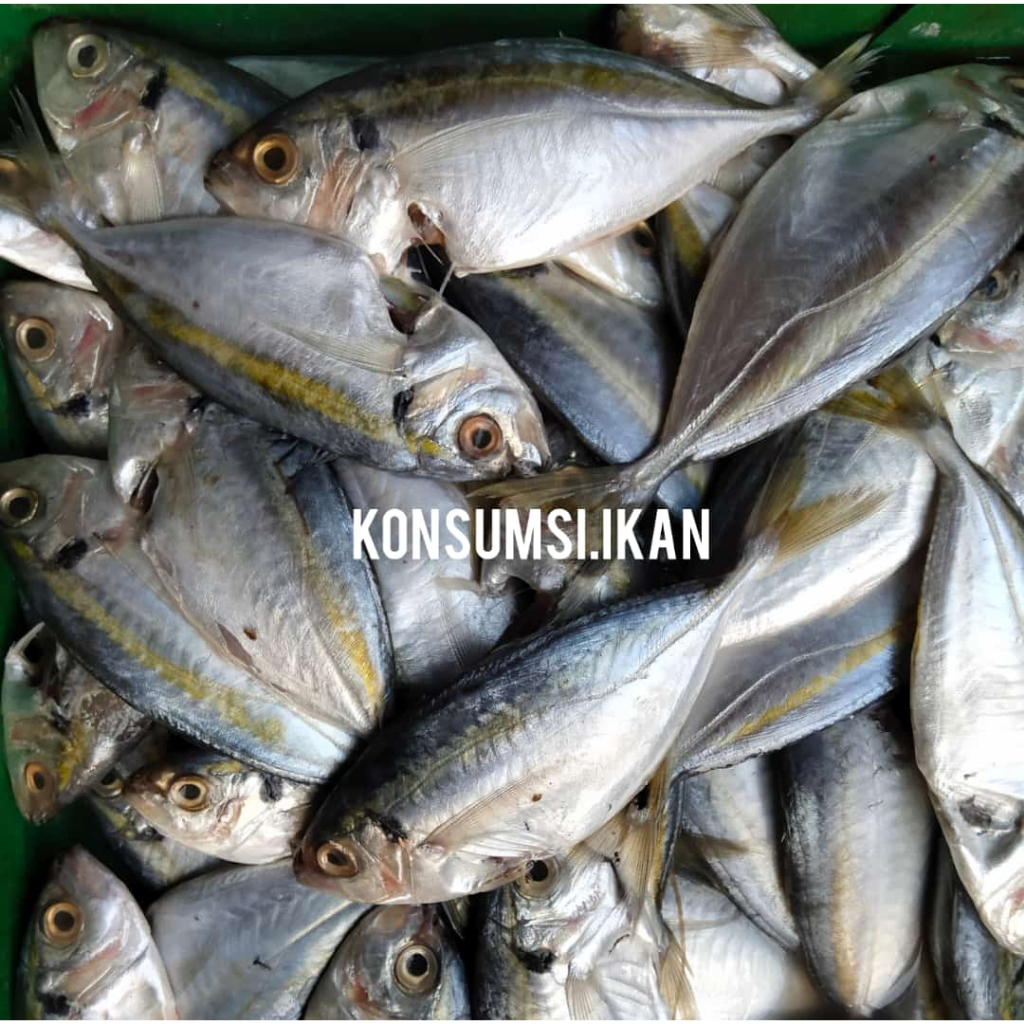 Jual Ikan Selar | Shopee Indonesia