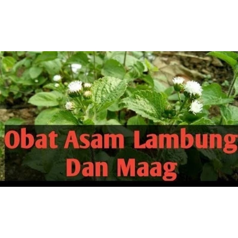 Jual TERMURAH SEINDONESIA RAYA daun BALAKACIDA segar 1kg obat Kista
