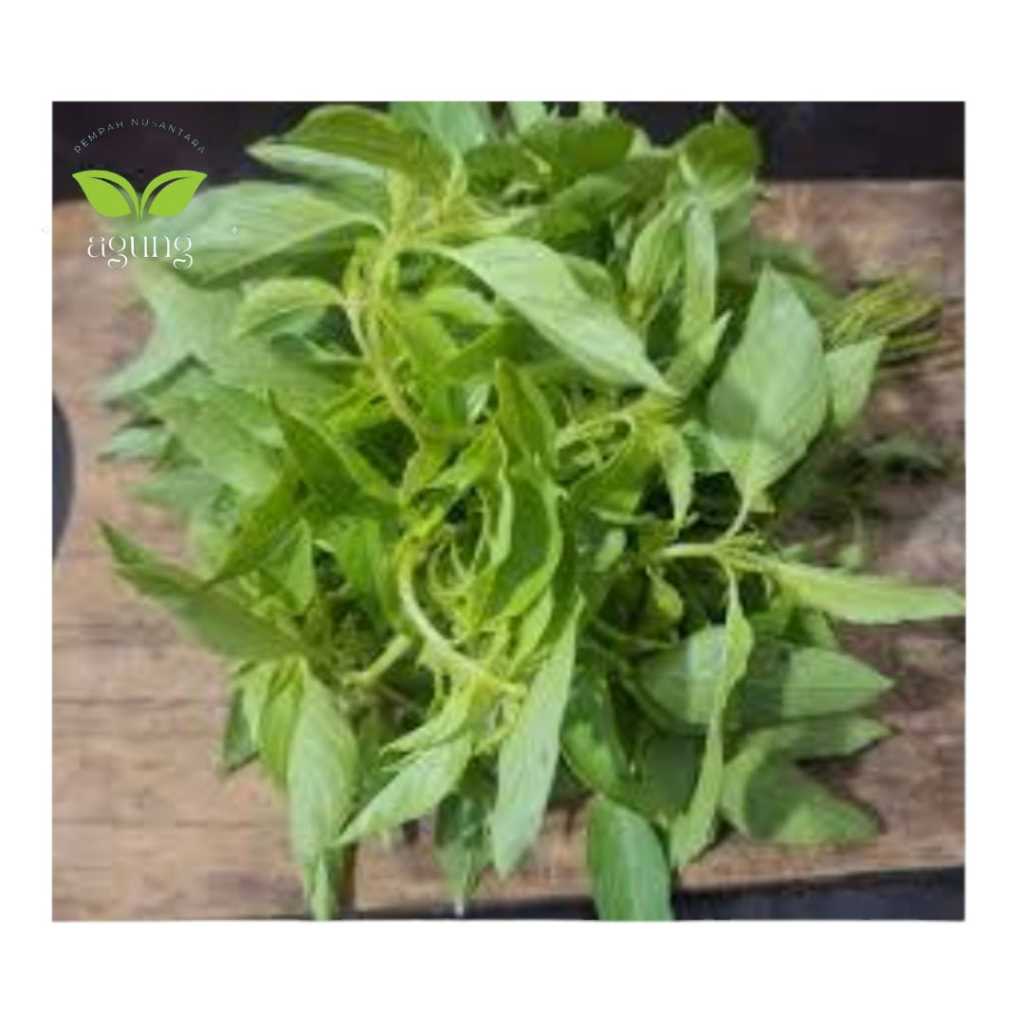 Jual Daun Kemangi / Ocimum Basilicum Segar / G | Shopee Indonesia