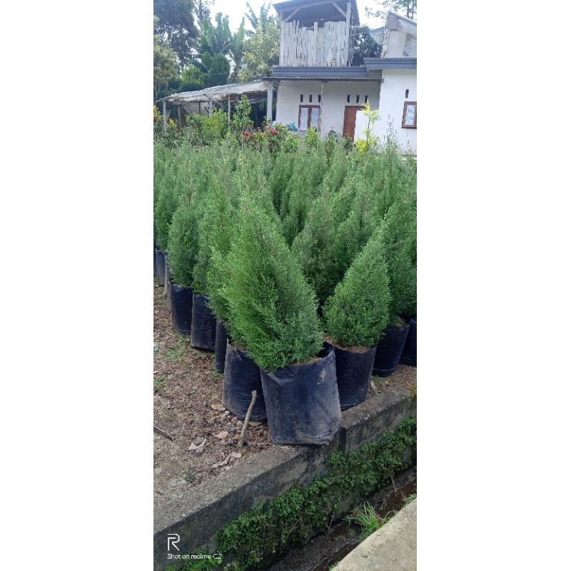 Jual pohon cemara natal rimbun cemara rentes tinggi 1 meter | Shopee ...