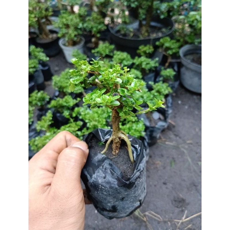 bonsai sancang rimbun batang terkecil