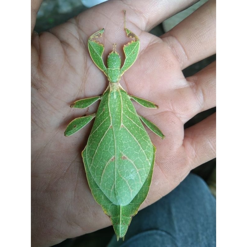 Jual Blalang daun jambu betina hidup | Shopee Indonesia