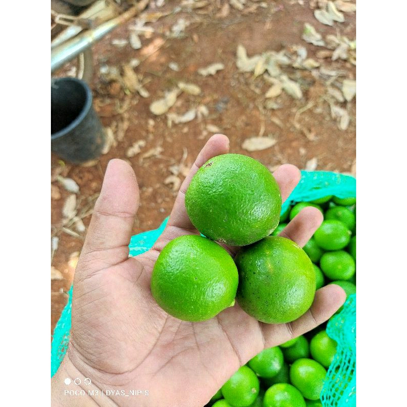 Jual Jeruk Nipis Fresh Petik dari Pohon (500g) | Shopee Indonesia