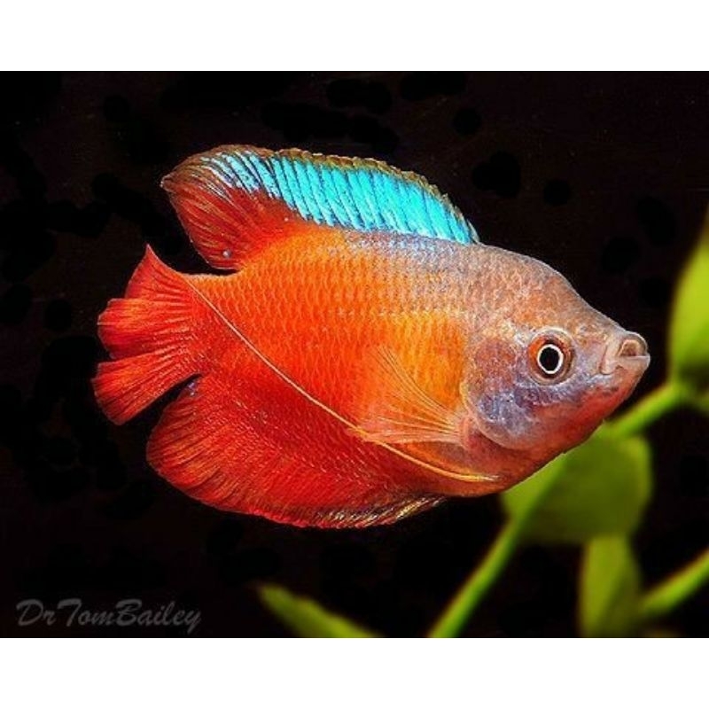 Jual Dekorasi Akuarium 1psng Sepat madu Ralis (Dahlia) | Shopee Indonesia