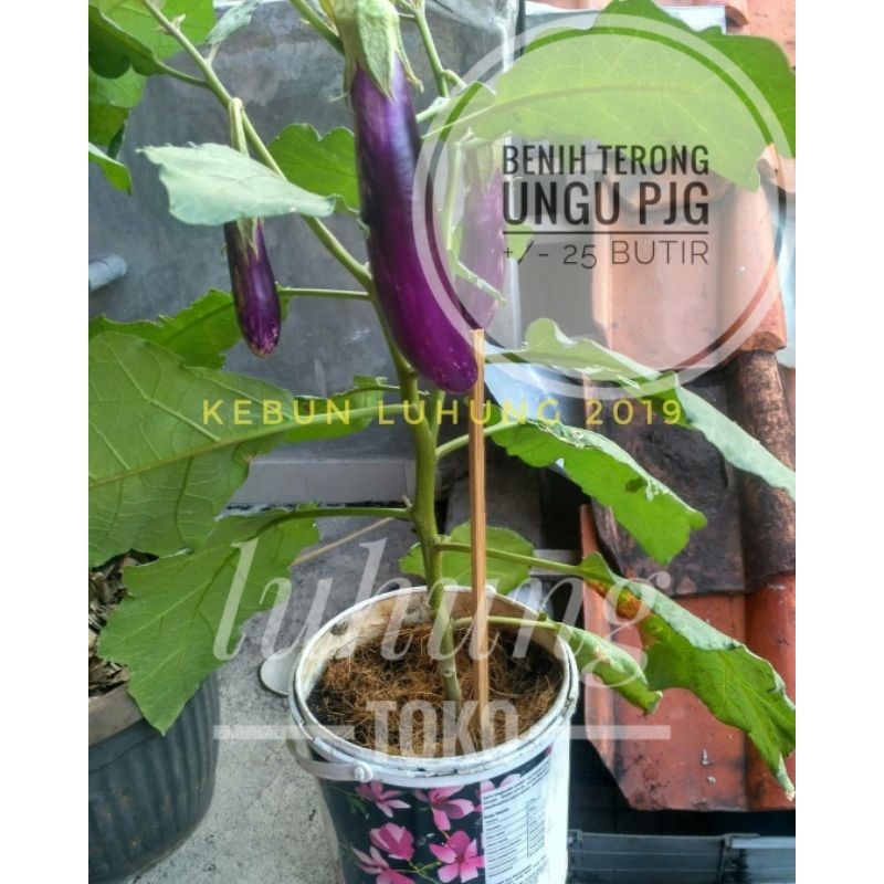 Jual Benih-biji terong ungu panjang F1 unggul bergizi eggplant seed ...