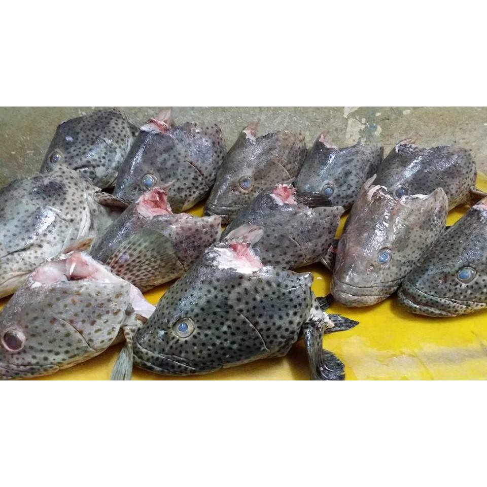 Jual kepala ikan kakap 1kg | Shopee Indonesia