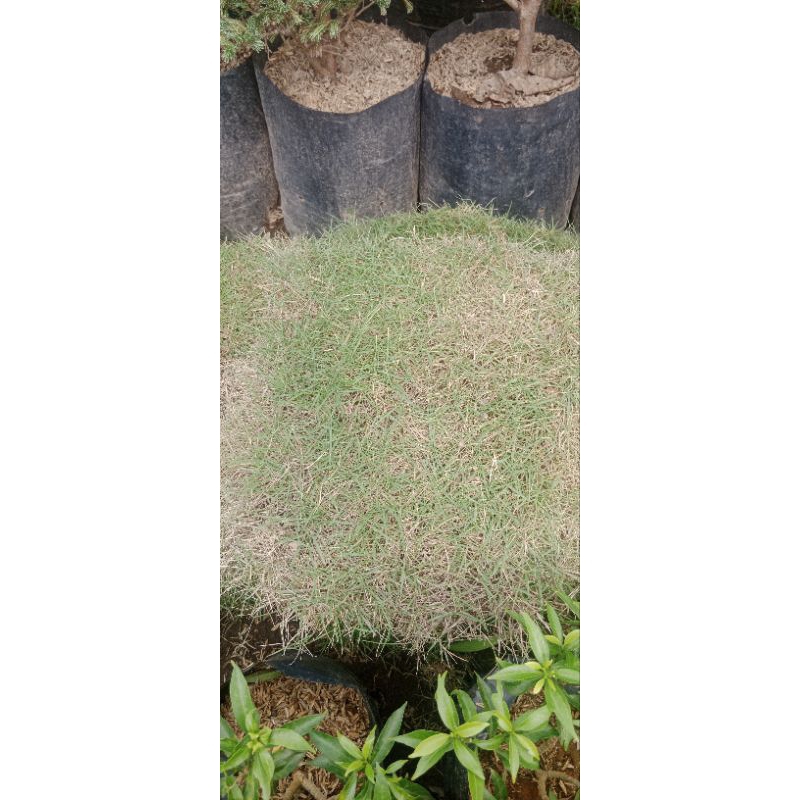Jual rumput manila/jepang | Shopee Indonesia