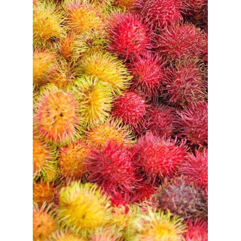Jual rambutan segar 1kg | Shopee Indonesia