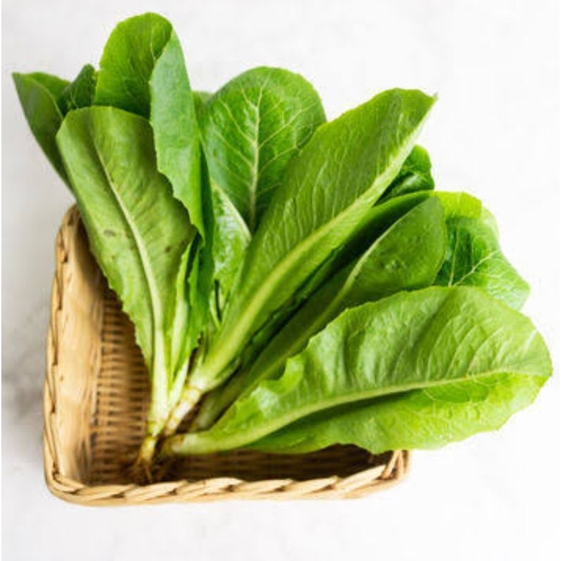 Jual Selada Romaine Organik | Shopee Indonesia