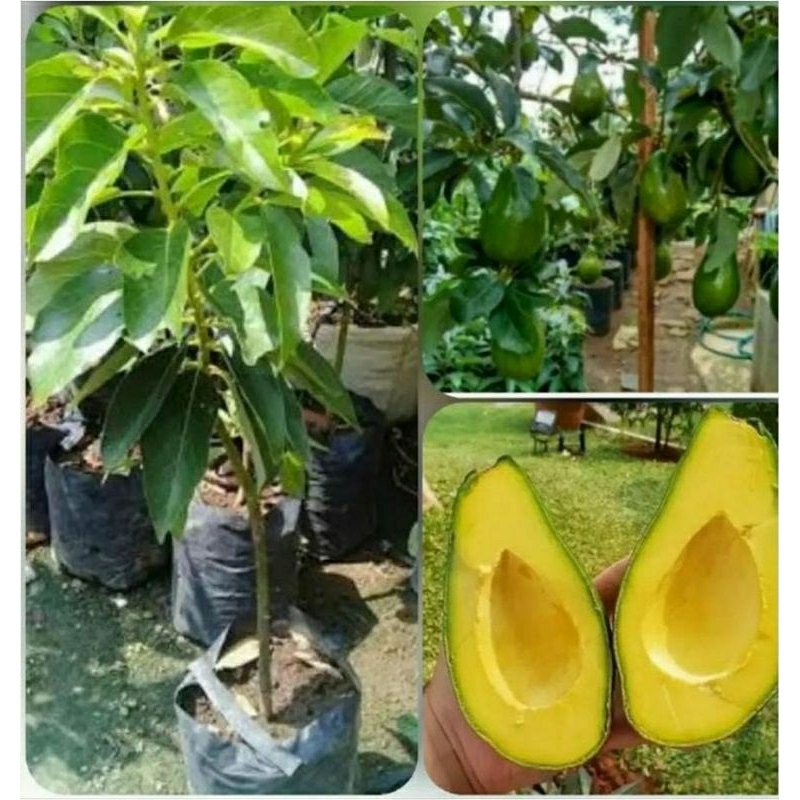 Bibit Alpukat Mentega Super Jumbo...354...Asli tanaman Okulasi cepat berubah lebat...