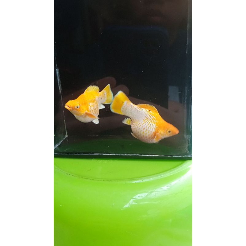 Jual molly lemon head balon size induk muda molly lemon balon roundtail ...