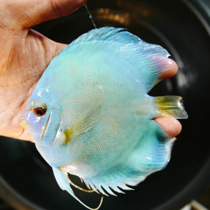 Jual Blue Diamond Discus Aquarium | Shopee Indonesia