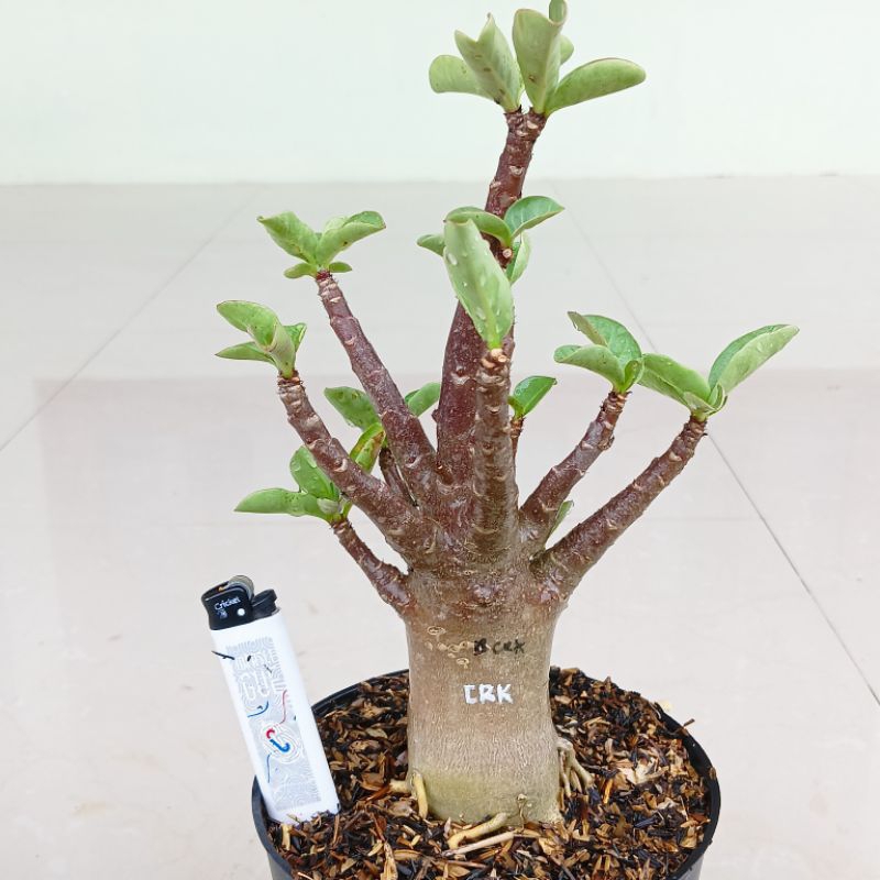 Jual Adenium Karakter ID. Black Carang ( Black Skin ) | Shopee Indonesia